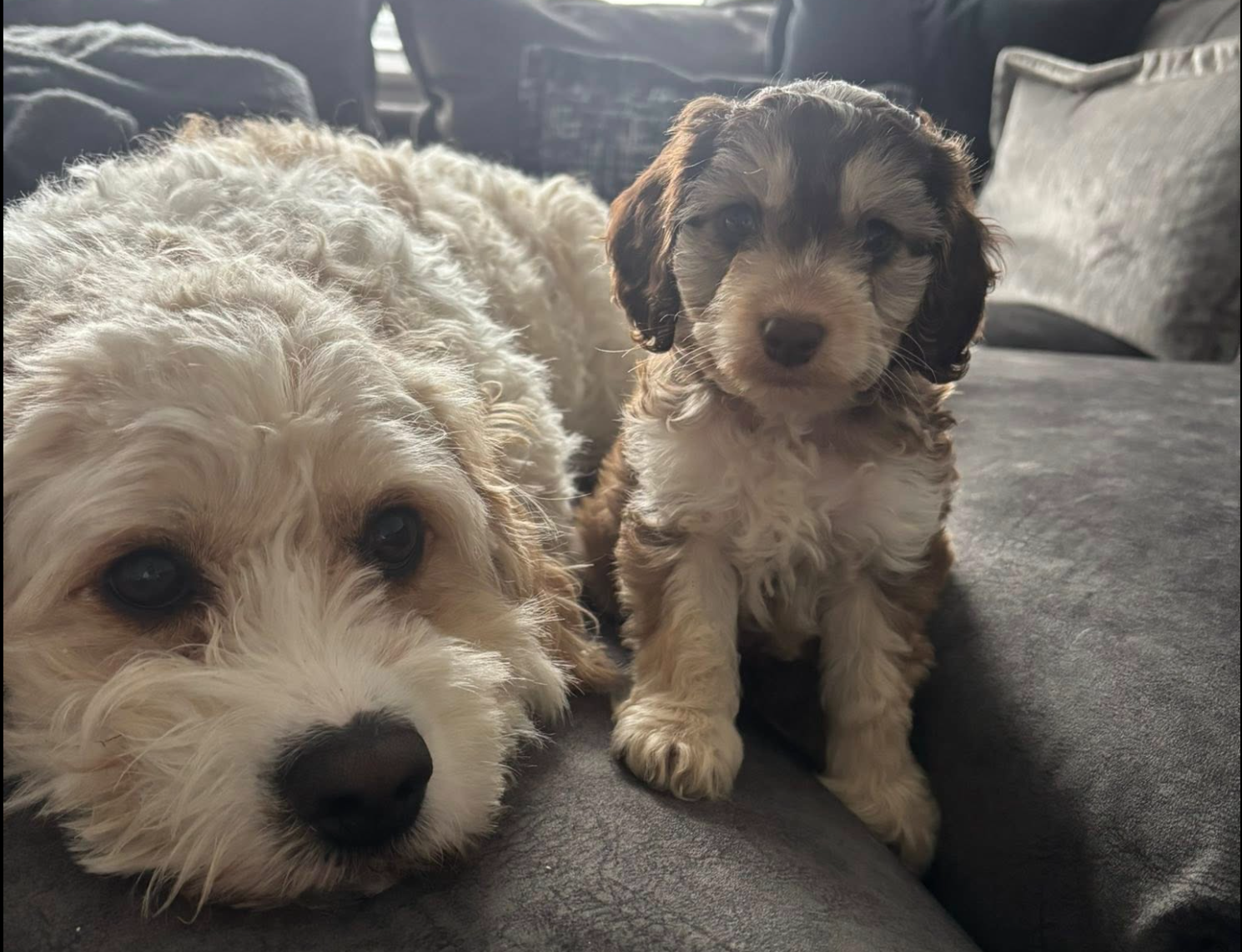 High quality arched plastering work